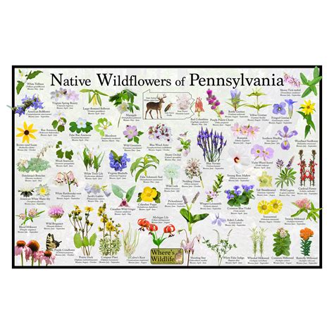 A Guide To Common Wildflowers In Pennsylvania Nature Blog Network