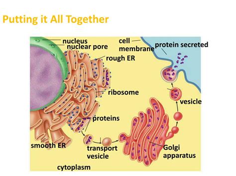 Ppt The Endomembrane System A Tour Of The Protein Synthesis Pathway