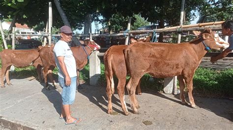 Harga Sapi Pedetan Dan Bakalan Betina Pak Marno Pasar Hewan Muntilan