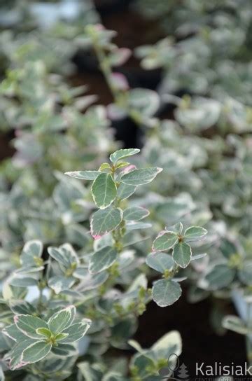 Euonymus Fortunei Emerald Gaiety Trzmielina Fortune A