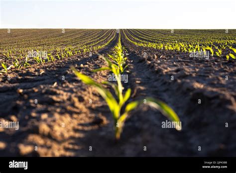 Green Corn Rows Of The Agricultural Fields Of Ukraine Blue Sky On