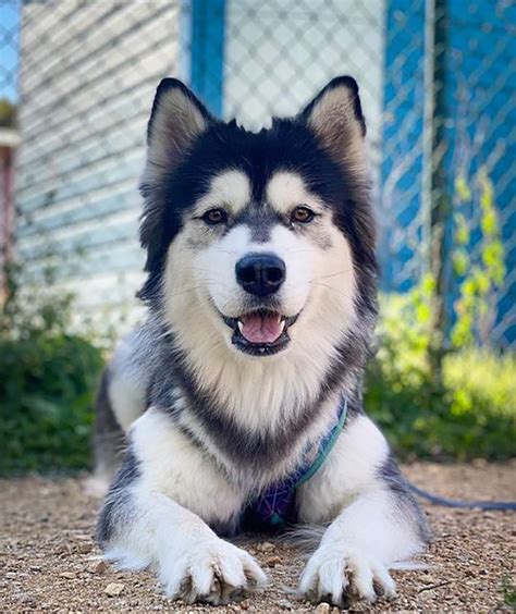 Samoyed Husky Mix: A Hybrid To Fall For