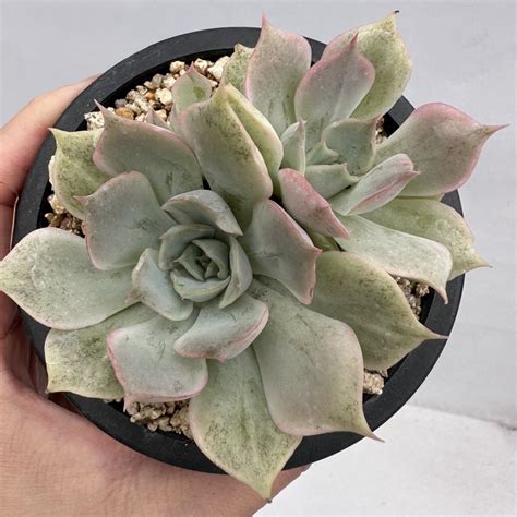 Echeveria Ensemble 10 DK Succulents Korea Rare Korean Succulents