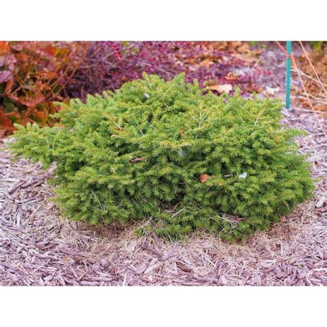 Online Orchards 1 Gal Birds Nest Norway Spruce Shrub Hardy Uniquely