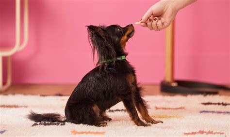 Basic Obedience Commands Sit Hsacpet