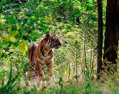 Wildlife of Tamil Nadu - Wikiwand