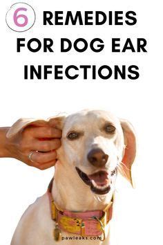 6 natural dog ear infection home remedies – Artofit