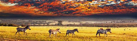 Rwanda Safari | Rwanda Trips | Safari In Rwanda