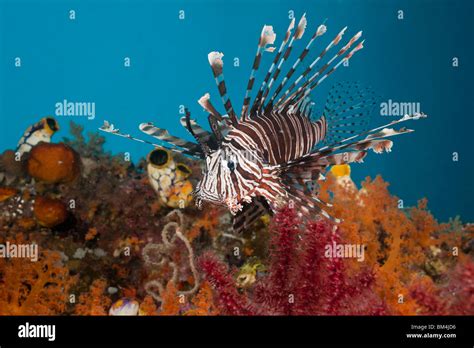 Lionfish Pterois Volitans Raja Ampat Hi Res Stock Photography And