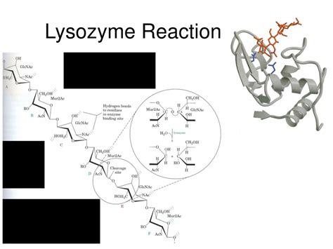 PPT - Microbiology PowerPoint Presentation, free download - ID:1782163 
