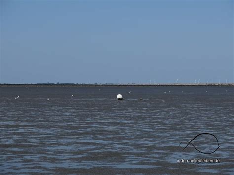 Das R Tsel Vom Speicherkoog Was Vom Sommer Brig Blieb Wattenmeer