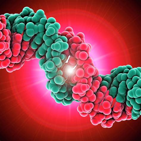 Dna Molecule By Laguna Design Science Photo Library