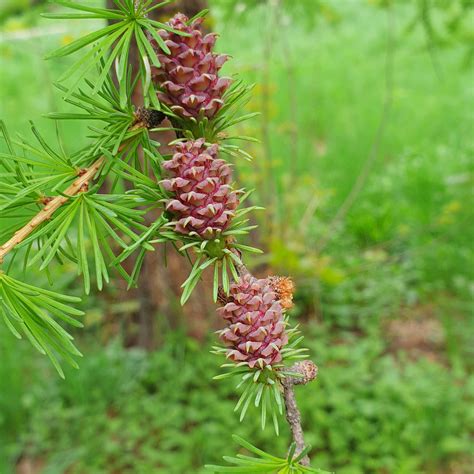 Цветение хвойных деревьев