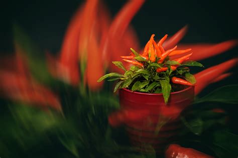 Hot Peppers Chili Red Free Photo On Pixabay Pixabay