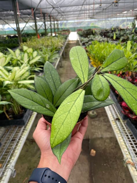 Hoya 'Crassipetiolata' - Ecomilli Marketplace