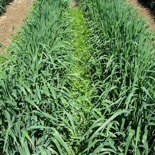 Row intercropping, where two plant species are cultivated in separate ...