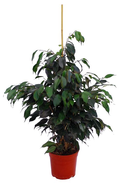 Cómo Cuidar Un Ficus Benjamina