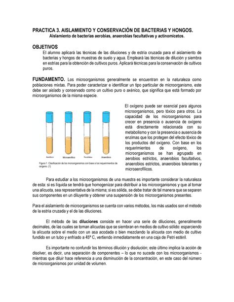 Practica Practica Aislamiento Y Conservaci N De Bacterias Y