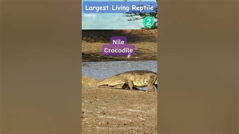 The Largest Living Reptile Exploring The World Of The Saltwater