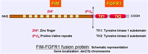 t(8;13)(p11;q12) ZMYM2/FGFR1