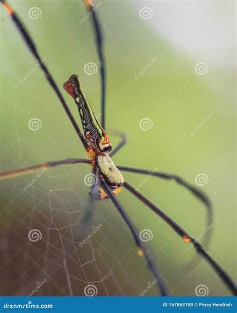 Giant Orb Weaver or Giant Wood Spider Stock Image - Image of wood ...