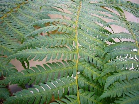 Australian Tree Fern Plant Care And Growing Guide