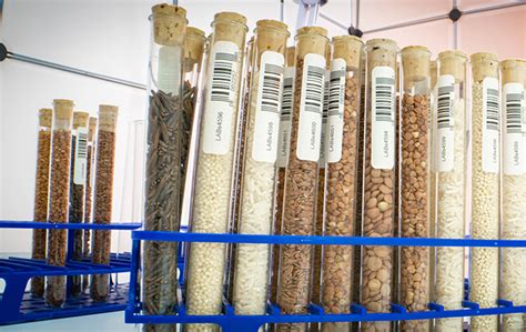 Seed Banks The Evolution Of Selective Plant Breeding Labtag Blog