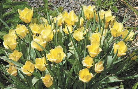 Цветы, дарующие счастье. Какие тюльпаны выбрать для сада