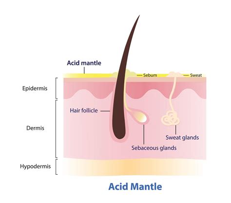 what is not an element of the skin's acid mantle 7