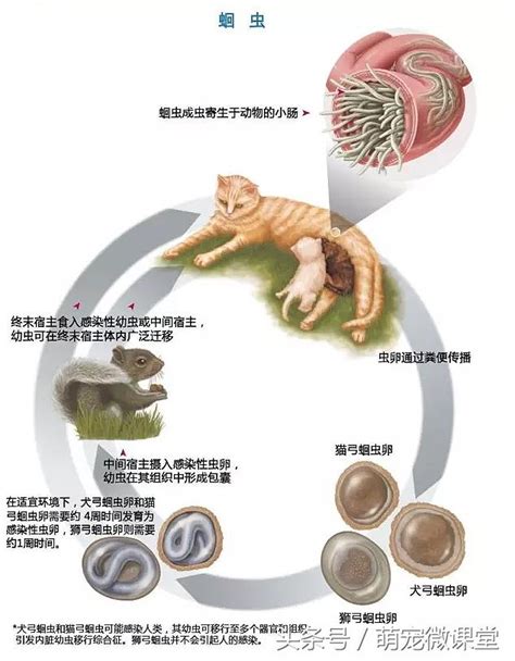 這些威脅寵物健康的體內寄生蟲，「鏟屎官」們都了解嗎？ 每日頭條