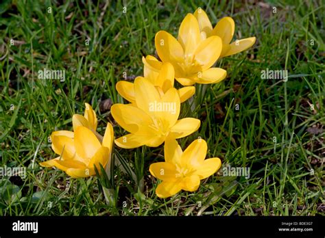 Yellow Crocus Crocus Flavus Flowers Growing In Grass England Uk