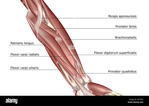 The Muscles Of The Forearm Stock Photo Alamy