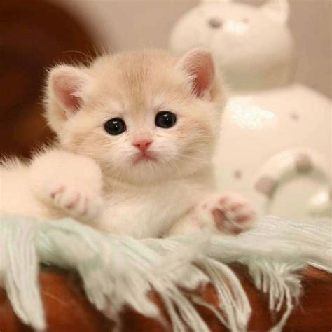 Chatons Trop Mignons Qui Vont Vous Donner Envie De Caresser Votre