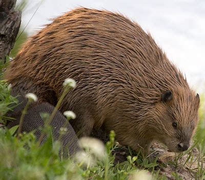 Beaver