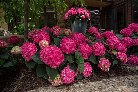 Гортензия крупнолистная Бесконечное Лето Саммер Лав (Hydrangea ...