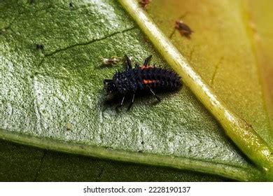 Asian Lady Beetle Larvae Species Harmonia Stock Photo 2228190137 ...