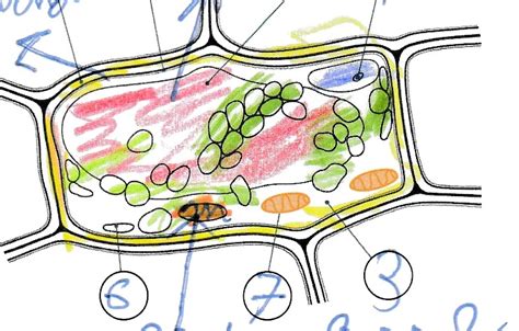 Explo Les Hoe Zijn Organismen Microscopisch Gebouwd