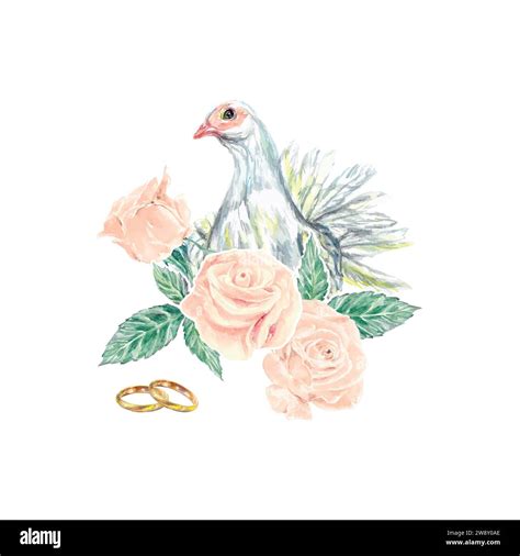 White Dove And Roses Rings Watercolor Vector Illustration Of A Peace