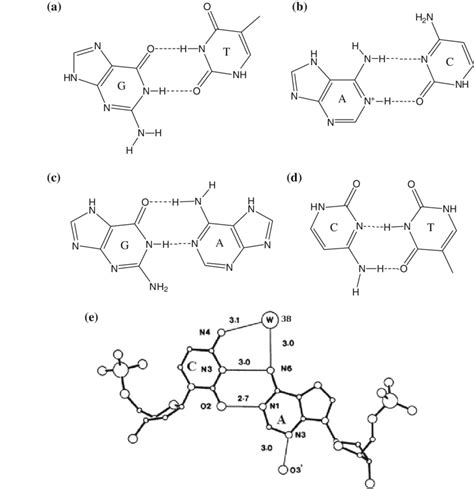 Dna Structure Drawing at PaintingValley.com | Explore collection of Dna Structure Drawing