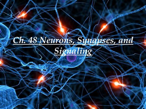 Ppt Ch 48 Neurons Synapses And Signaling Powerpoint Presentation Free Download Id 2010239