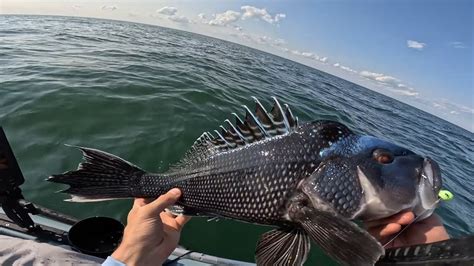 Finesse Jigging Mondo Seabass And Porgy With The Jig Worm Youtube