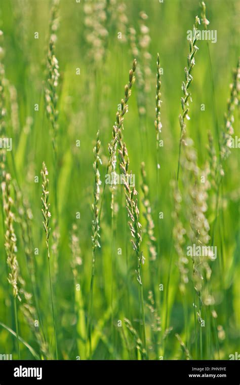 green grass field detail Stock Photo - Alamy