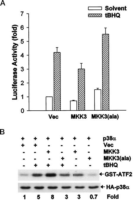 Expression Of A Dominant Negative Mutant Of Mkk Inhibits Tbhq Induced