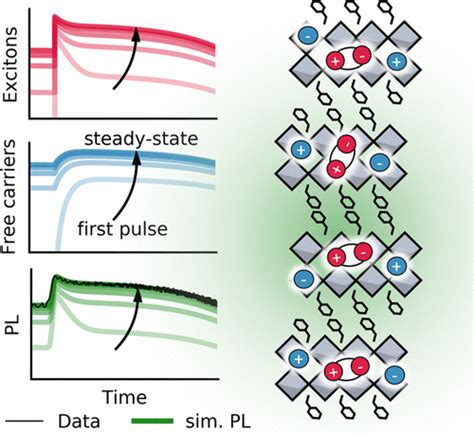 Discerning Between Exciton And Free Carrier Behaviors In Ruddlesden