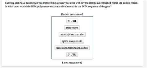 Solved Suppose that RNA polymerase was transcribing a | Chegg.com