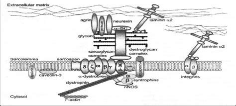 7 Diagrammatic Representation Of The Dystrophin Glycoprotein Complex