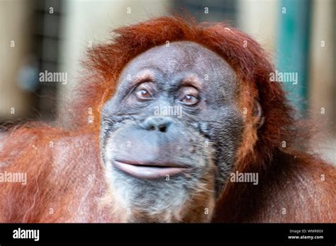 Orangutan. Close-up of female orangutan. Endangered due to habitat loss ...