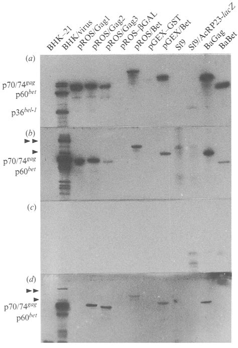 Immunoblot Of The Purified Recombinant Hfv And Sfv Proteins Human