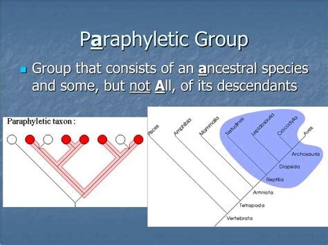 Ppt Phylogeny And The Tree Of Life Powerpoint Presentation Free