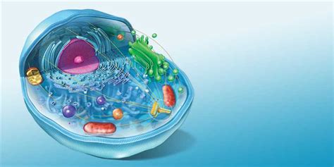 3 Key Unit Tests For Cell Biology Experiments